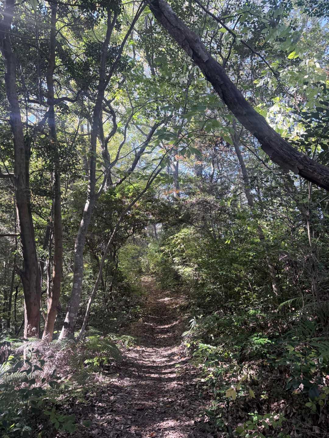 鏡山-ががら山-鏡山公園入口バス停 周回コースの写真