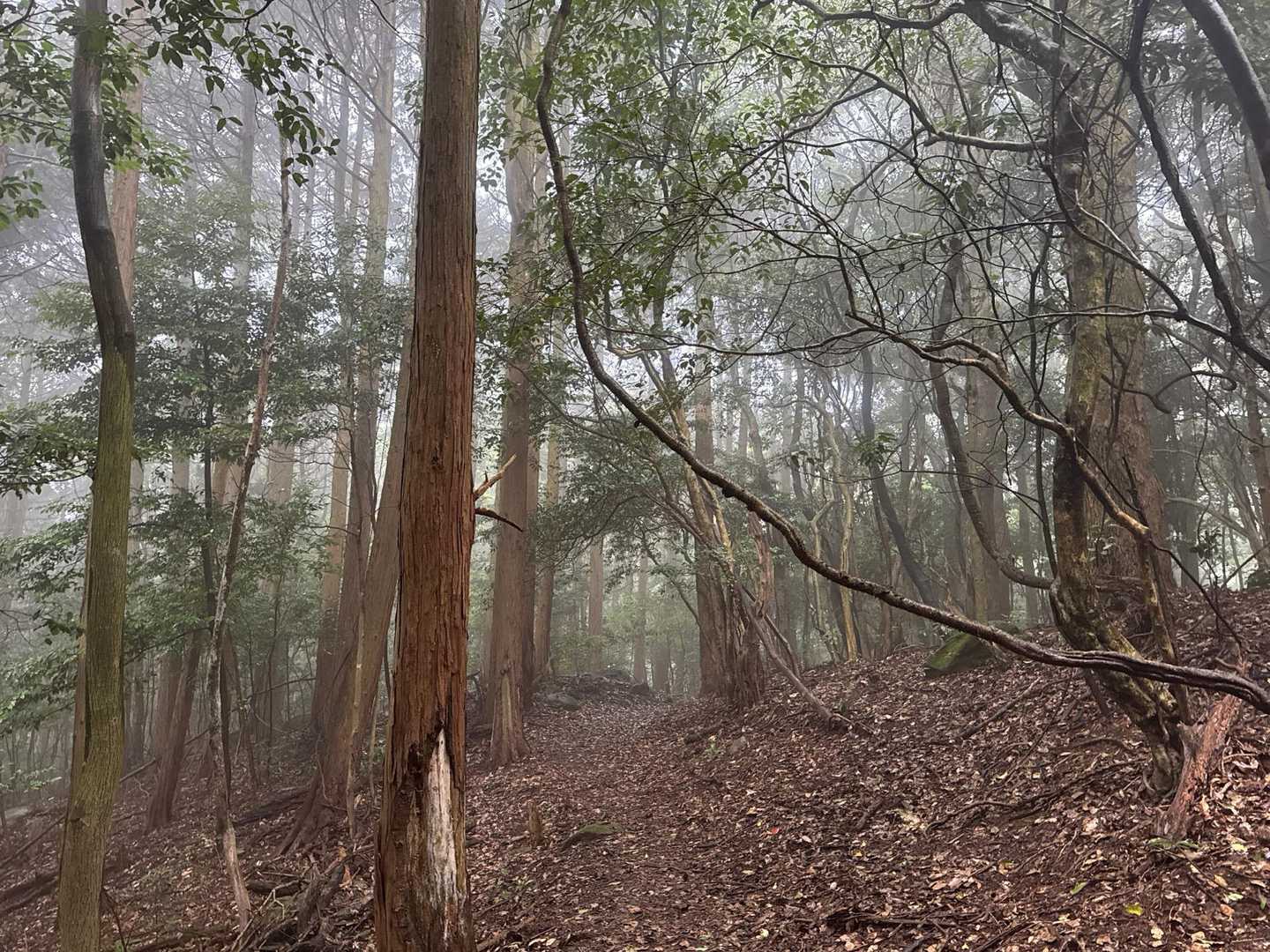 山頂が近づいてきて、だんだんミスティな感じに