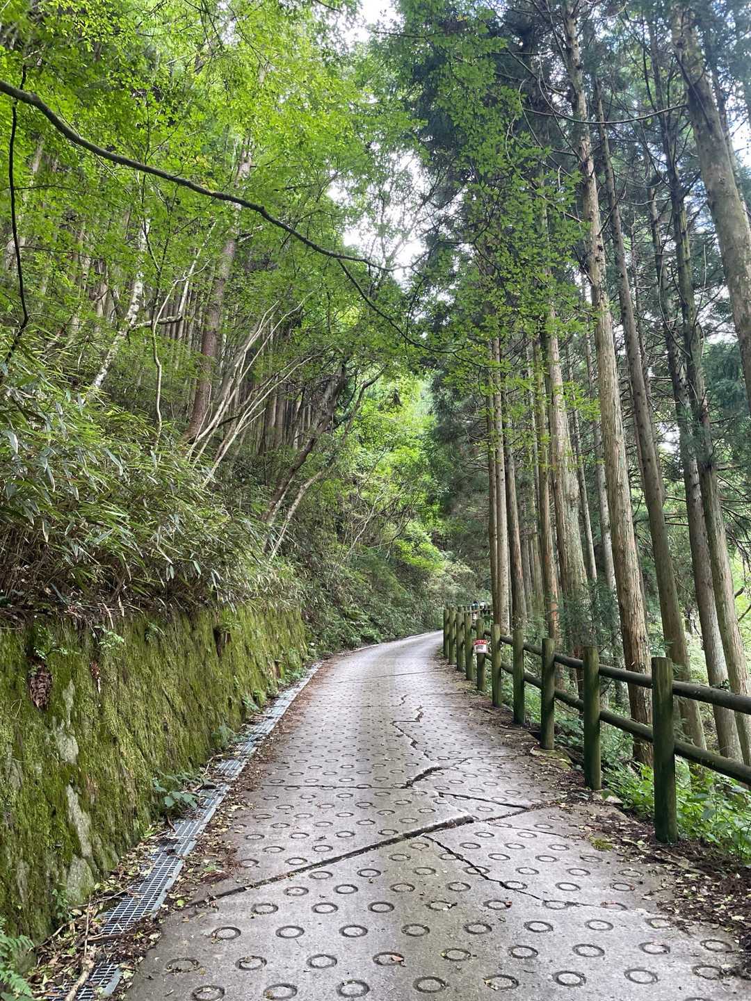 百ヶ辻登山口-伏見峠-府民の森 ちはや園地-金剛山 往復コースの写真