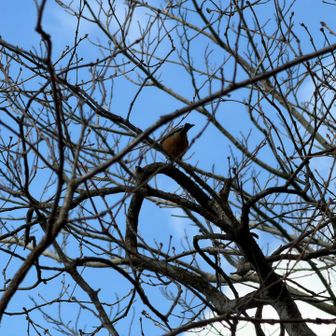 ここにもヤマガラが来るようになってますね🐧