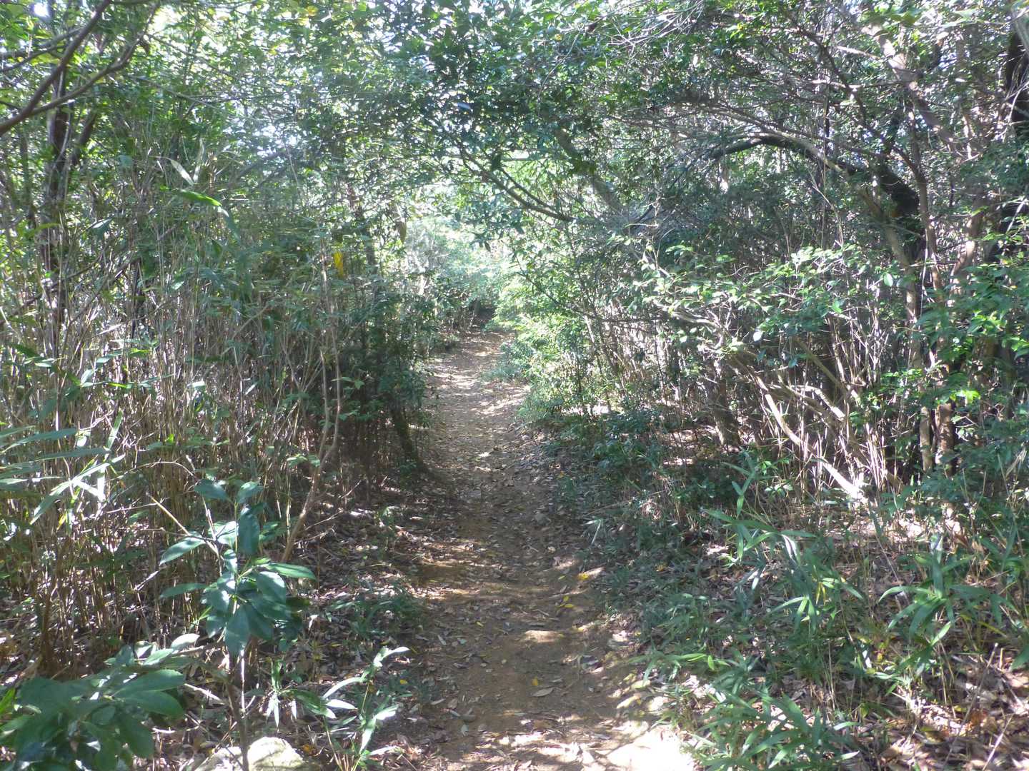 茶臼山 往復コースの写真