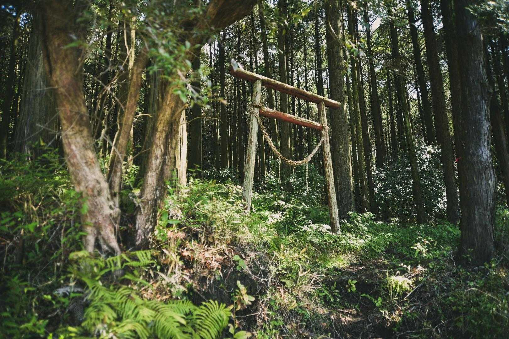 登山口へと向かう途中、鳥居と奥へ続く山道を見つけた。
