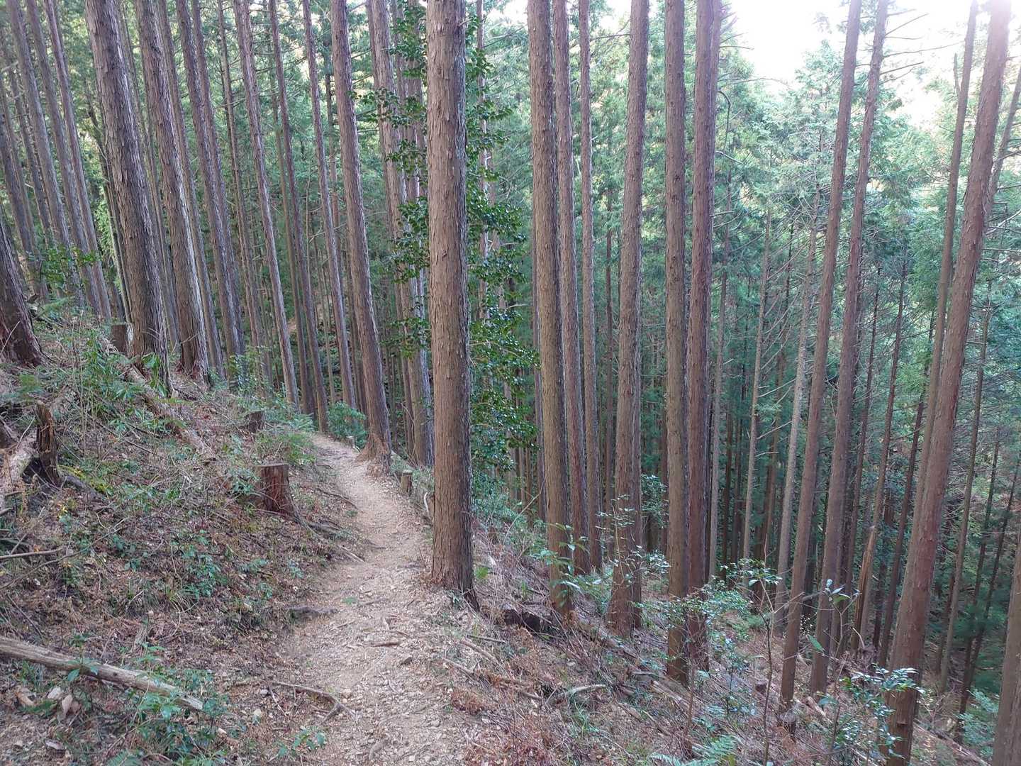 吾野駅-吉田山-子ノ山-奥の院-滝不動 周回コースの写真