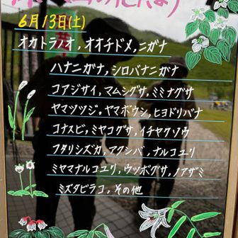 6月13日(土)の深入山の花だより
幾つ見付けられたかな⁉️🙄