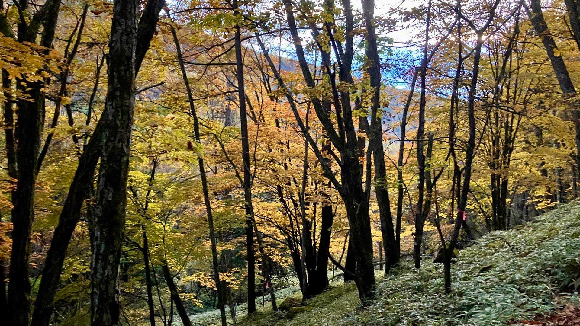 やまのこ村からは、紅葉🍁した林道を走り🏃🏃