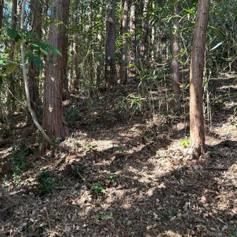 盆前山を通るルートでもペースが上がるわけでもなく
それでもこのルートはなんとなくいい印象があったのは