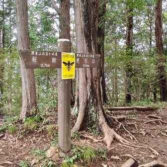 蜂の活動期もあって、蜂多かった🐝
