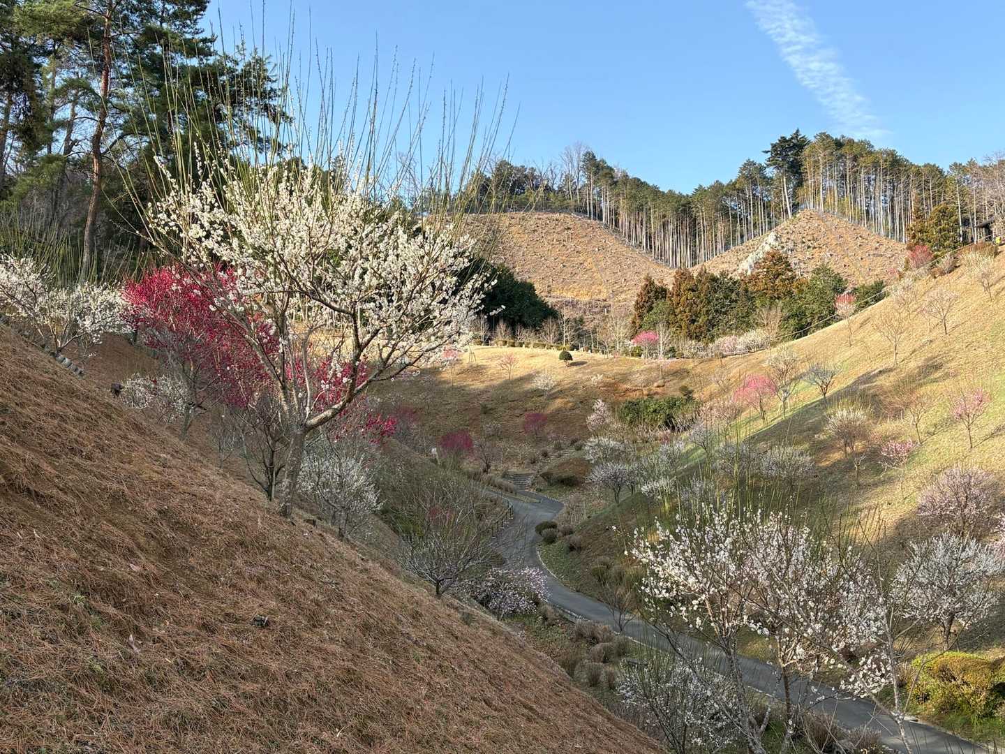 日向和田駅-三室山-梅野木峠-日の出山-つるつる温泉バス停 縦走コースの写真