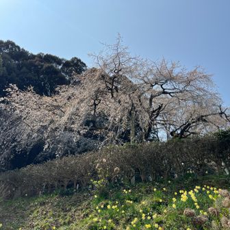 奥山田のしだれ桜