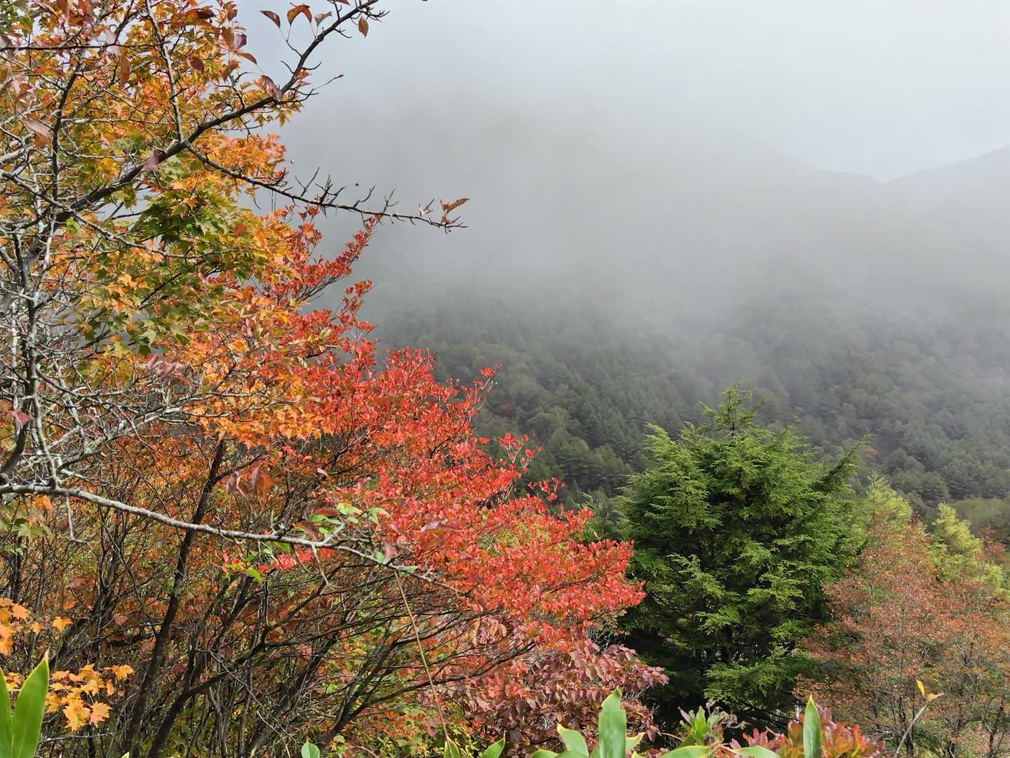 思いの外🍁紅葉が進んでいます