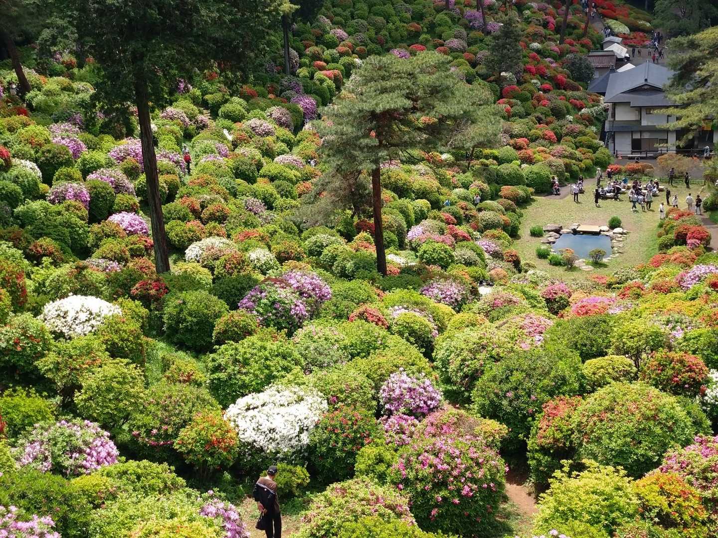 塩船観音寺-愛宕山-笹仁田峠-七国広場-七国峠-七国山 往復コースの写真