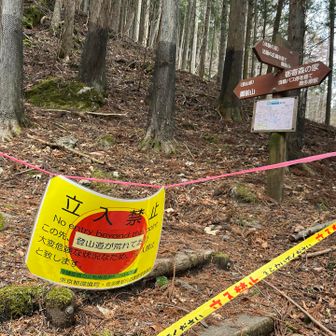 登山道は立入禁止だったので、並走している林道をそのまま進みます