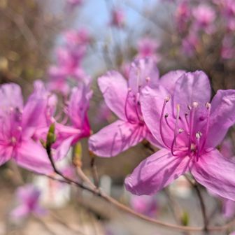 ミツバツツジ🌸