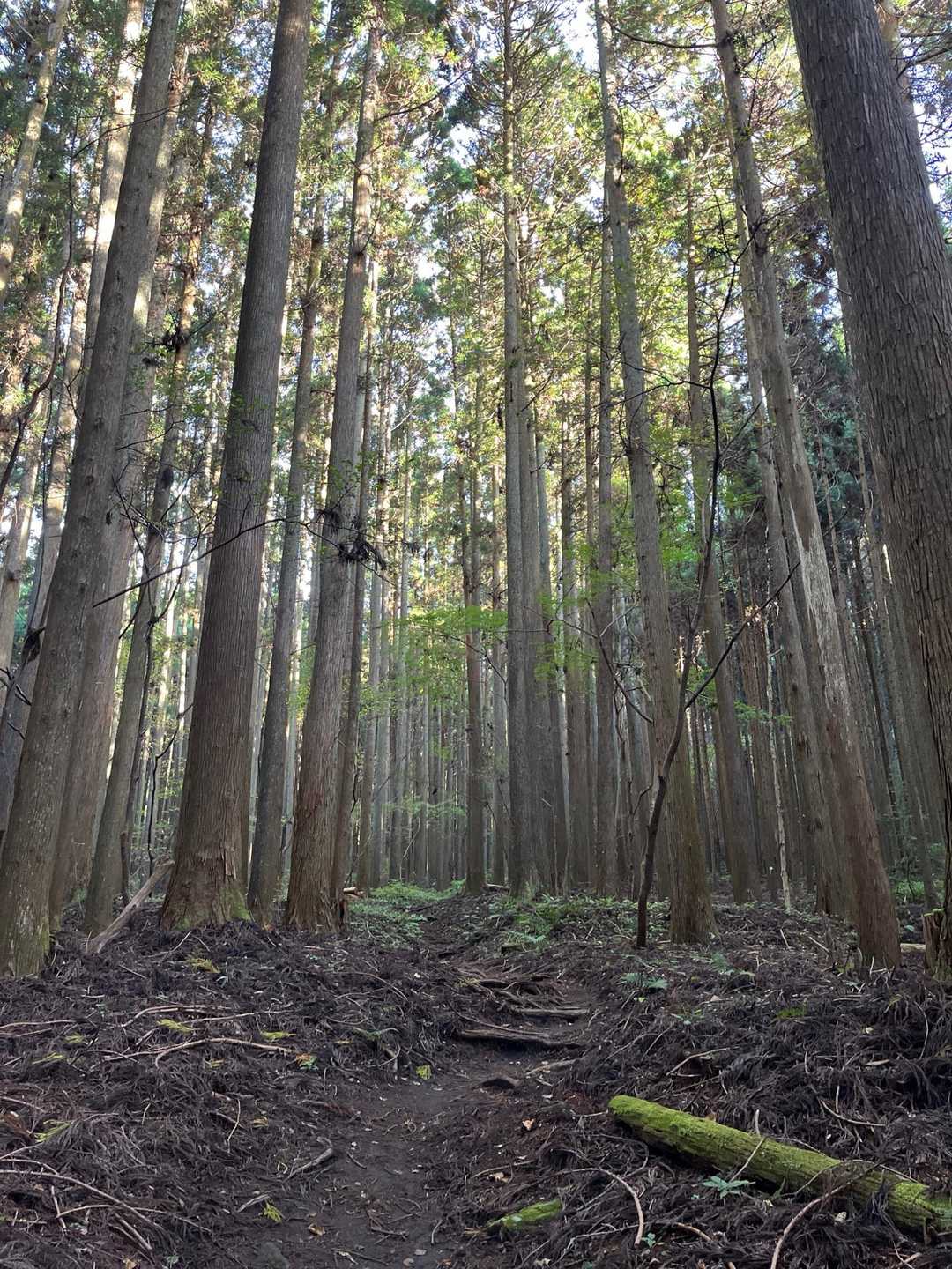 山道　こんな感じ