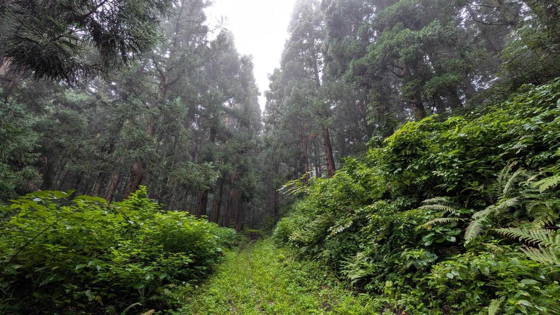森林浴🌳