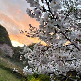 春の情景✨
四季を感じられるこの国🇯🇵に
生まれてしあわせ...