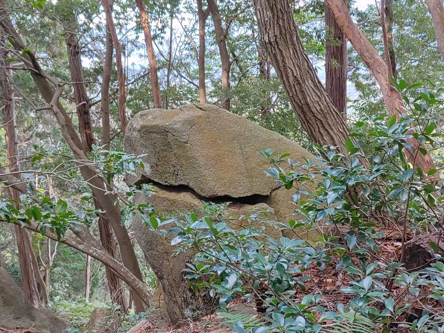 これはどう見てもジョーズ…
でかいねずみにも見える