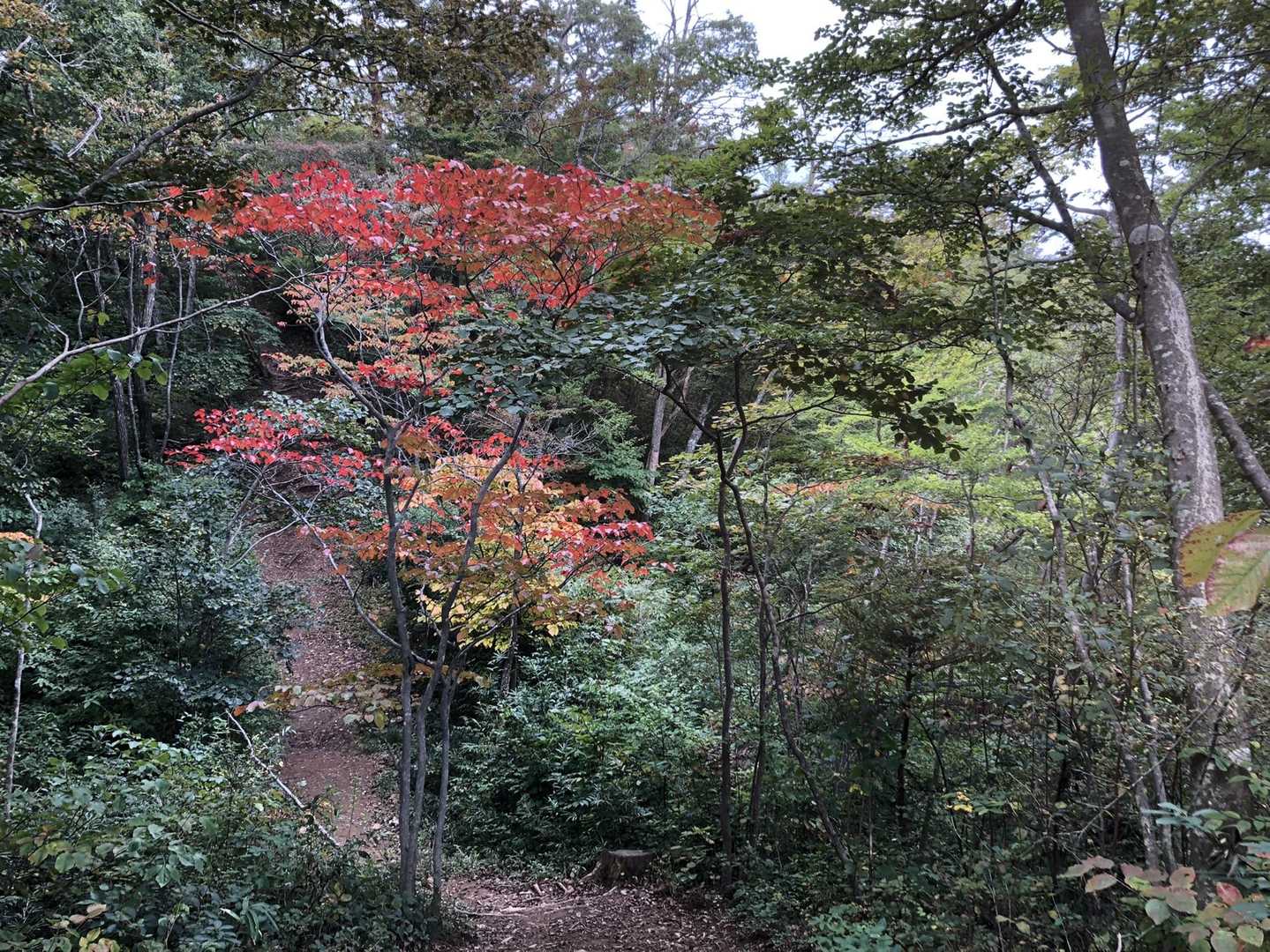 西風蕃山-蕃山 周回コースの写真