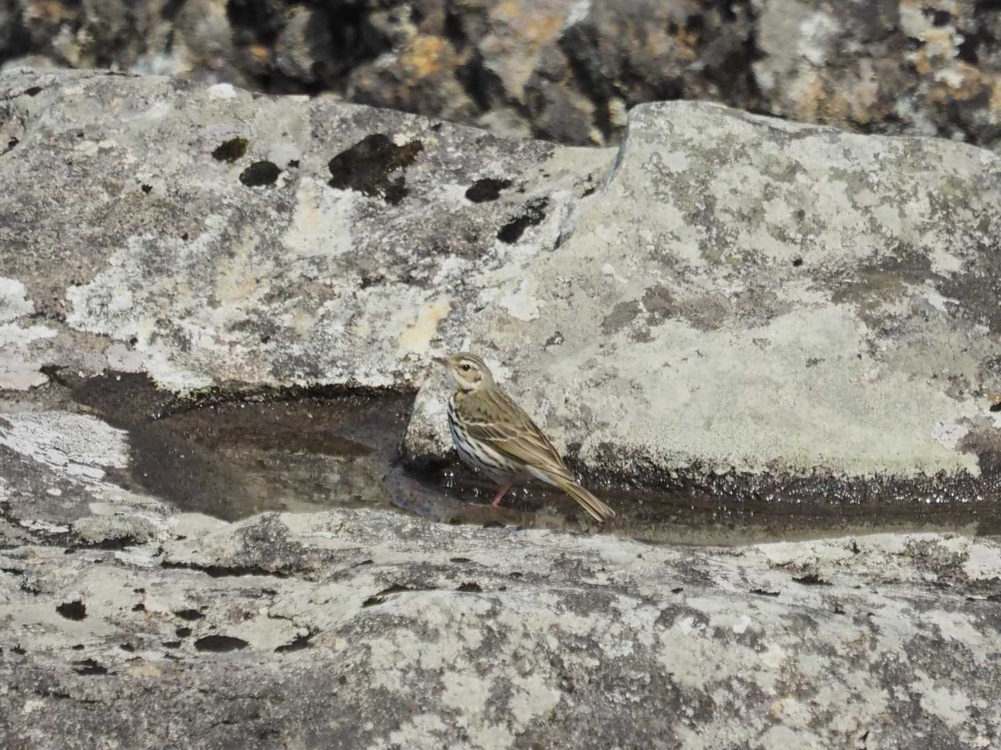 🐦️ビンズイの水飲み場