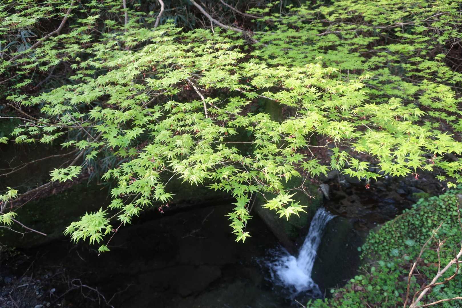 六号路から登ります