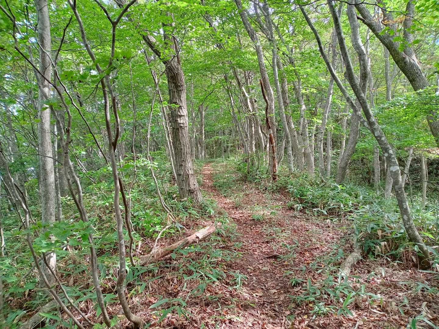 低山なのでオール樹林帯🌳
それも気持ち良い🙆