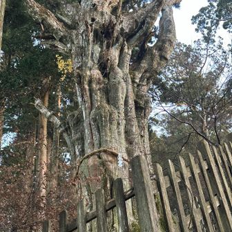 樹齢3000年の大杉です。