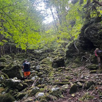 智頭側に一度下山します
馬の背小屋からは癒しの苔むした沢コースで✨