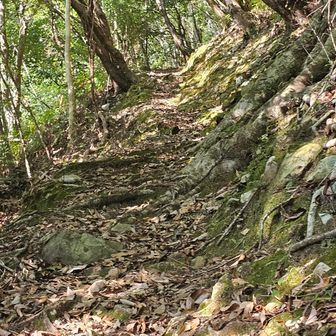 最初は普通の登山道
