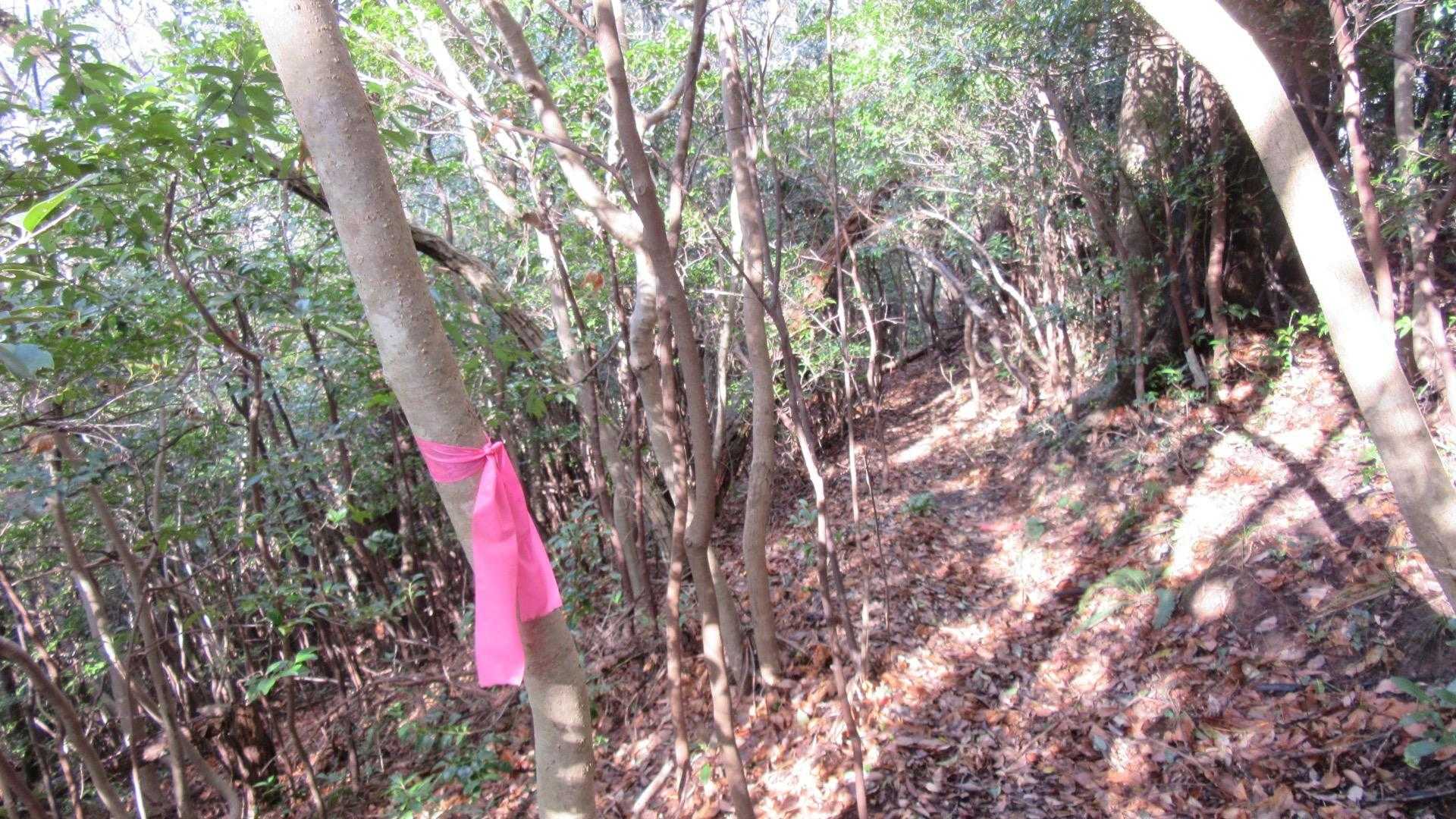 こちらの道を歩くことです。