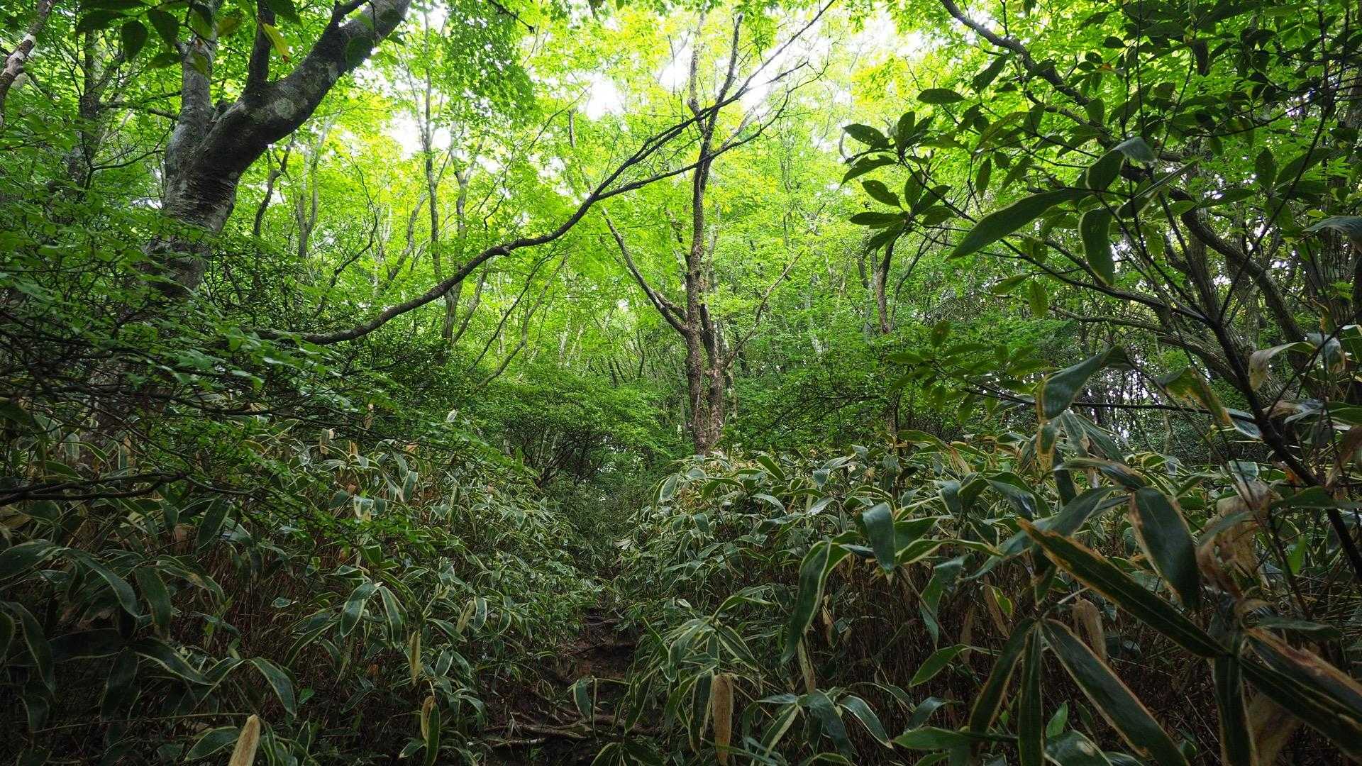 雨上がりの森のしっとり感🌳✨
この辺から笹藪漕ぎ
熊笹シャワーをバシバシ浴びながら登ります