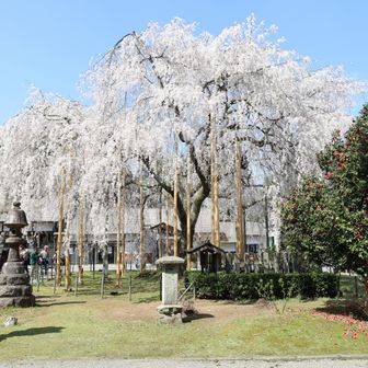 《 足羽神社 》

『しだれ桜』
参拝を済ませて足羽山のメッカへの移動開始　その前に今一度、お目当てにシャッター!!!!!
(h)