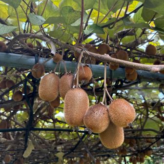 ユガテではキウイ🥝がなってた！
売ってるかな？と期待したが売っていたのはユズとすだち