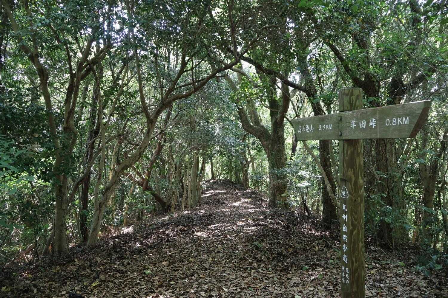 木影は気持ち良く〜♪
歩きやすい山の中〜♪
