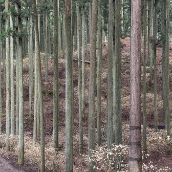 ちょっとわかりにくいけど杉林の中にもたくさんのミツマタ♪