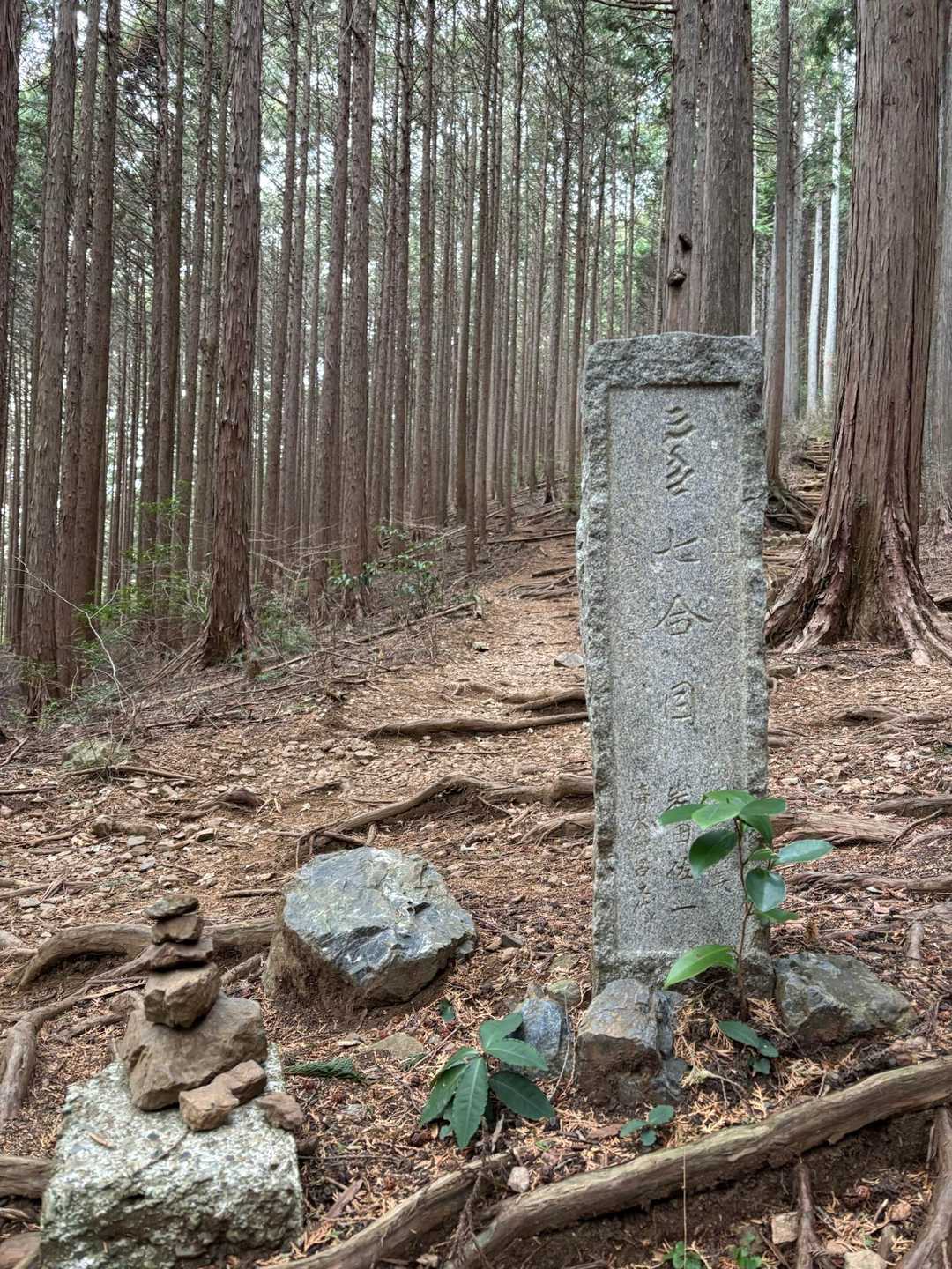 七合目です
キレイに揃って伸びた木が美しい🌲
