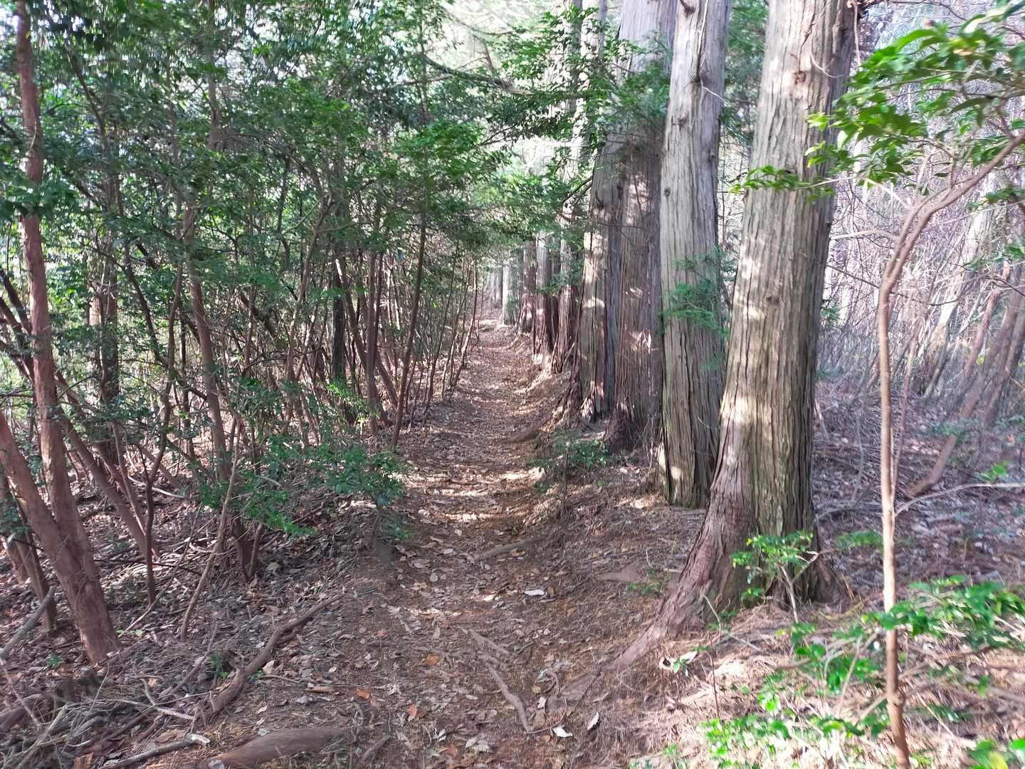 三登谷山 往復コースの写真
