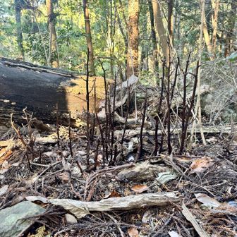 ツチアケビの大株の冬の姿