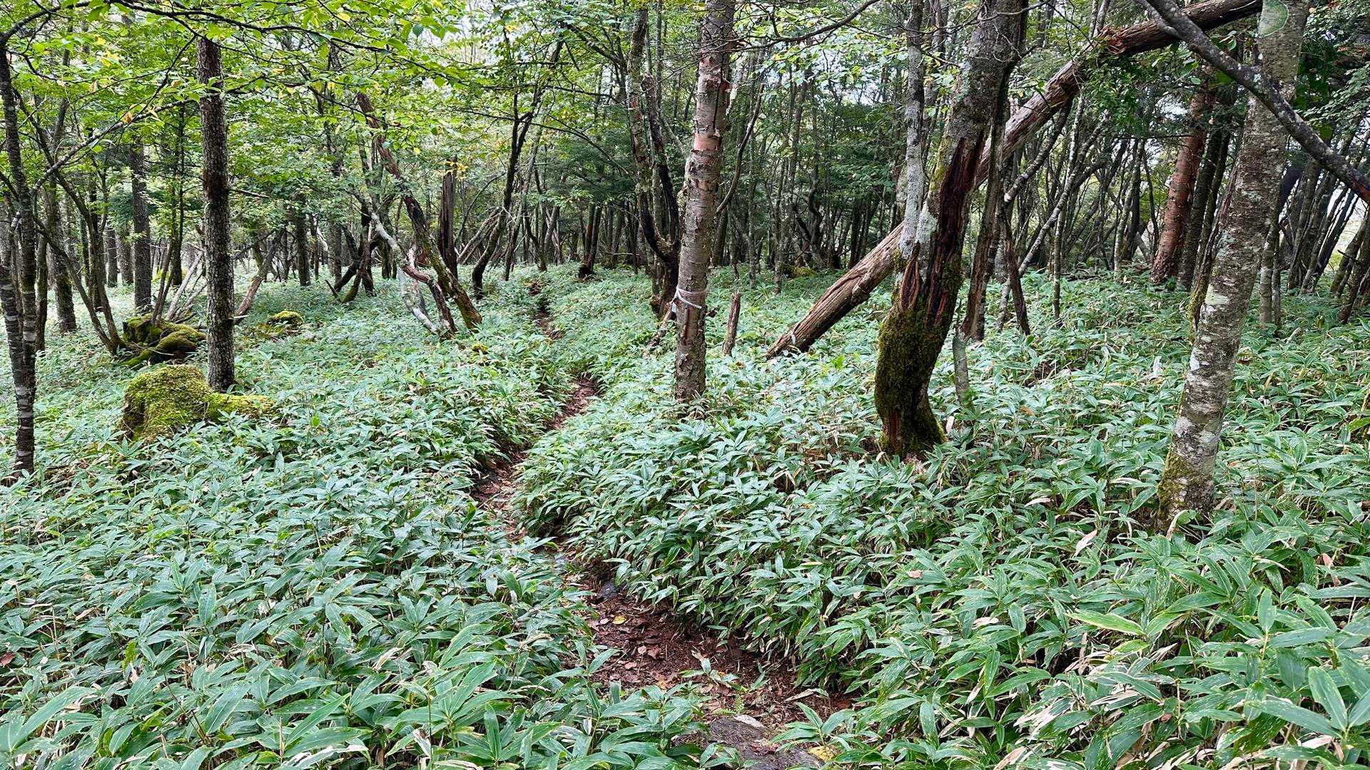 笹ロード🌱