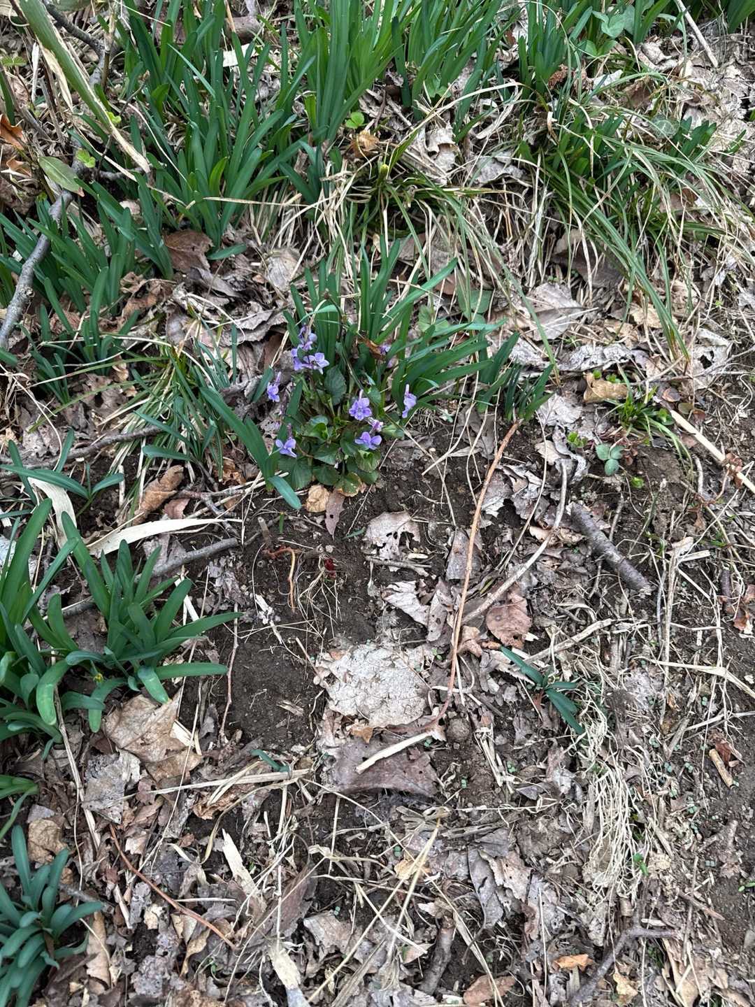 綺麗な花
春の訪れを感じます