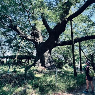 樹齢数百年🌳