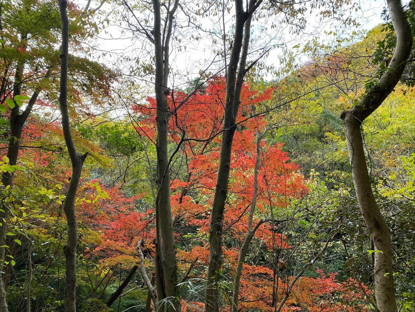 紅葉🍁が綺麗🤩