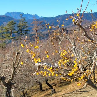 宝登山の蝋梅と日本百名山🌸両神山💡②