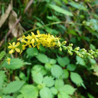 大きな「キンミズヒキ（金水引）」を見かけました
総状花序の形がオカトラノオにそっくりです
黄色バージョンみたい