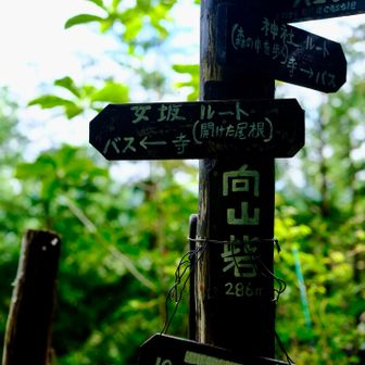 向山砦、288m
