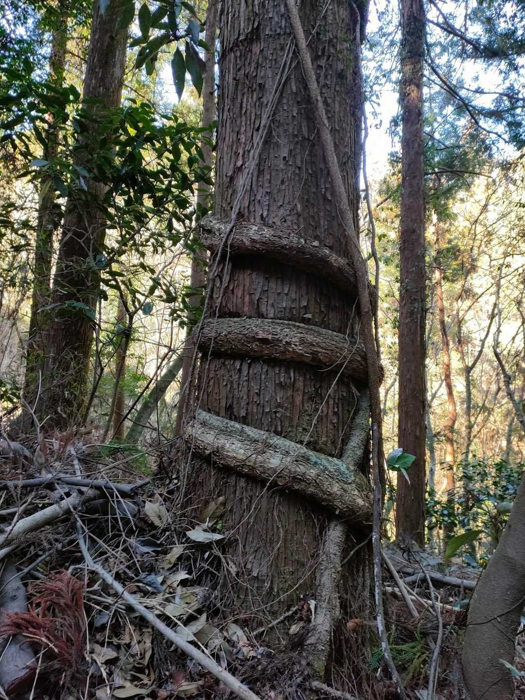 登山口を過ぎてるけど。。。なんかすごい根っこ