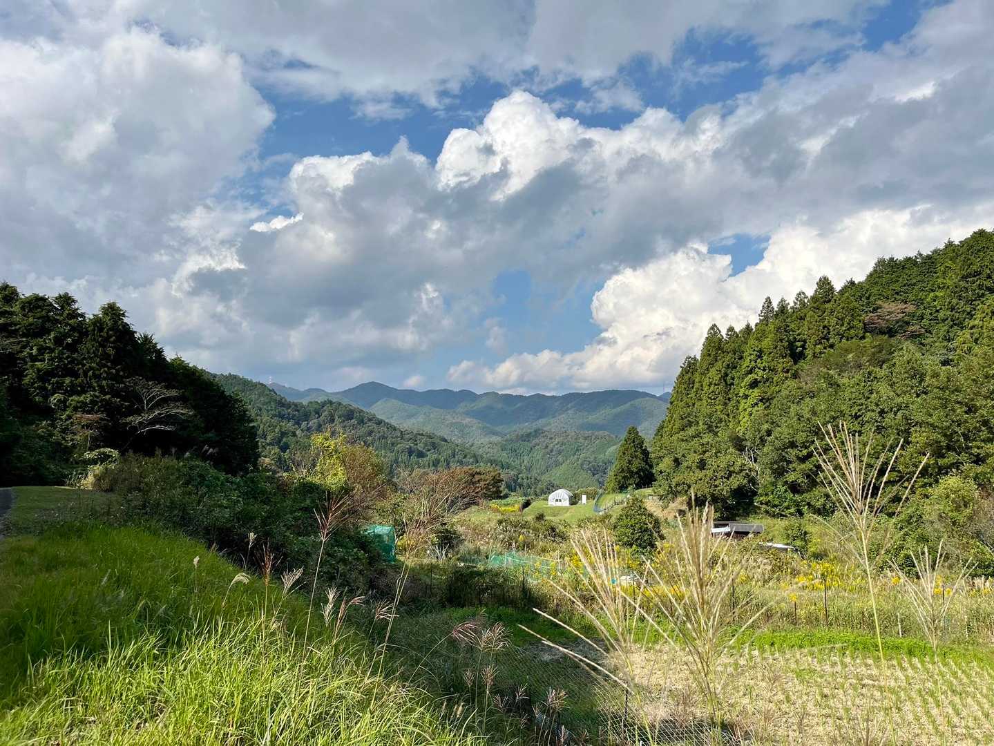 ススキ🌾も雲☁️もいい感じ😌
