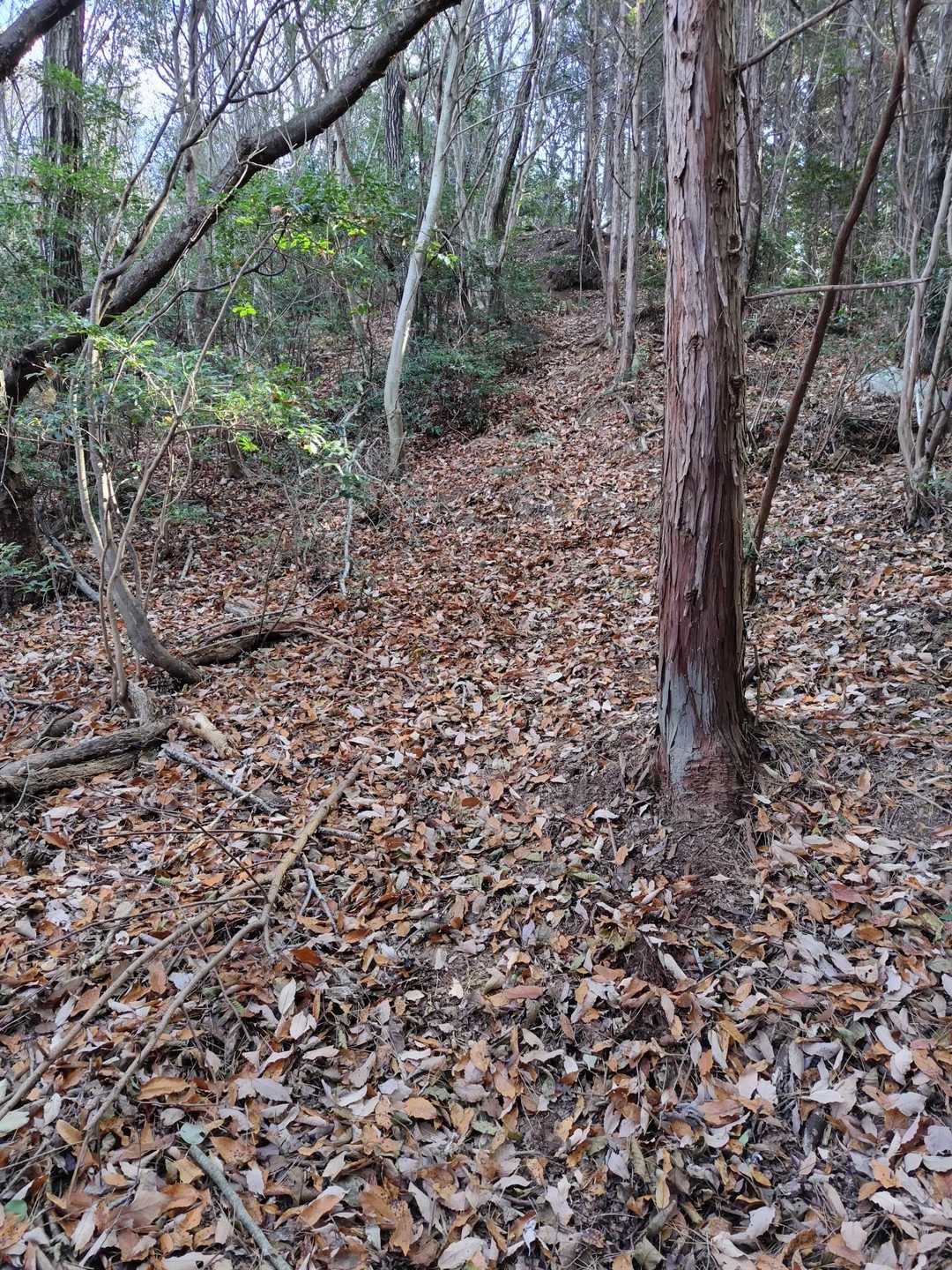 山頂前の少し急です。