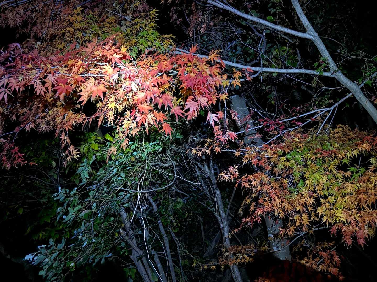🍁