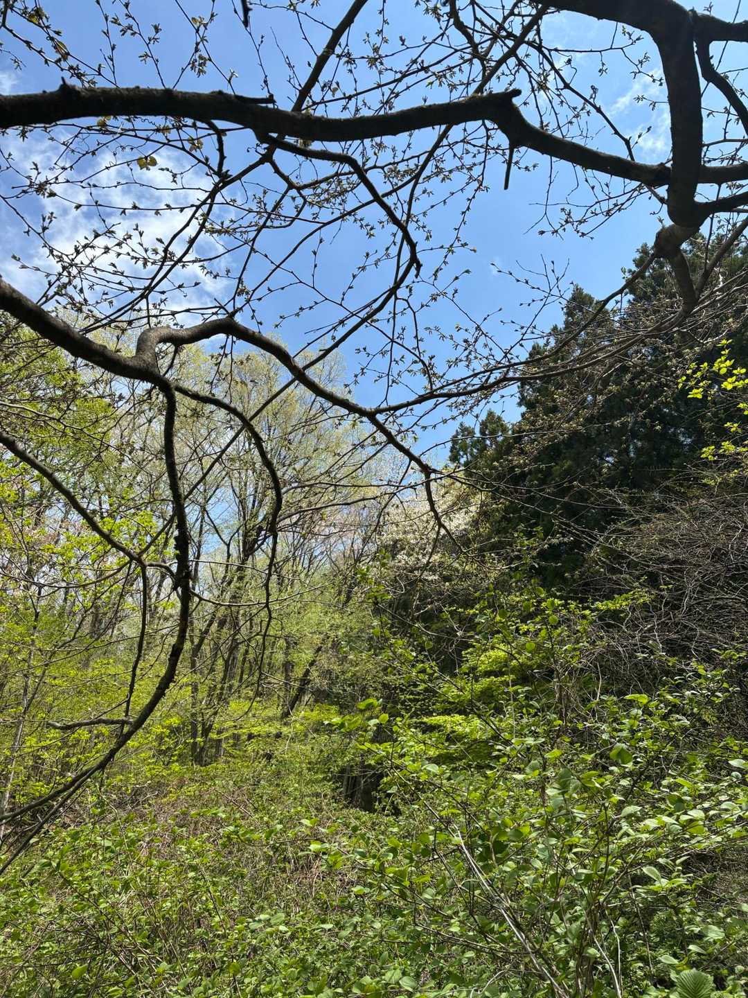 11時スタートパラリパラリの雨の中登山口へ向かうと空は青空。。