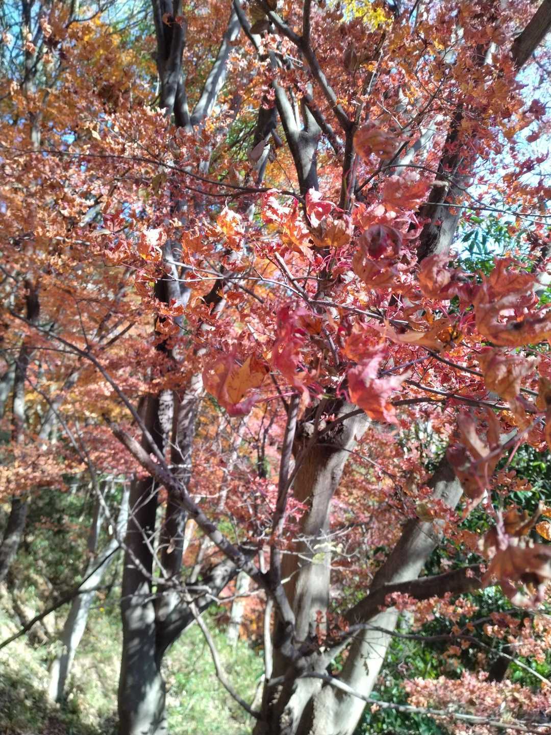 紅葉は枯れるとき、パー✋からグー✊にしおれていくんですね